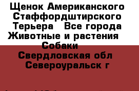 Щенок Американского Стаффордштирского Терьера - Все города Животные и растения » Собаки   . Свердловская обл.,Североуральск г.